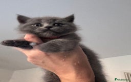 Scottish Fold cats for sale: Beautiful British Shorthair Scottish Fold Kittens - Advert 20