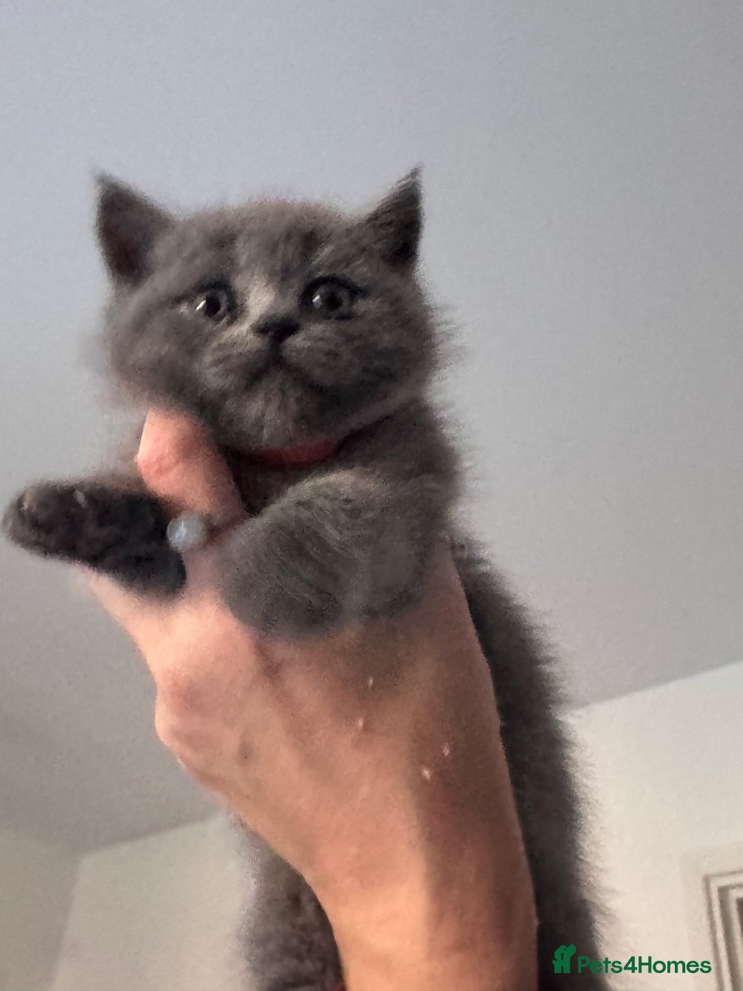 Scottish Fold cats for sale: Beautiful British Shorthair Scottish Fold Kittens - Advert 20