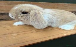Mini Lop rabbits for sale: MINI LOP BUNNIES PEDIGREE  - Image 24