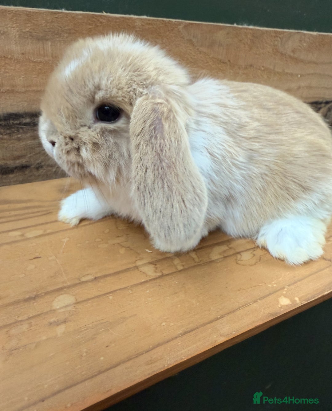 Mini Lop rabbits for sale: MINI LOP BUNNIES PEDIGREE  - Image 24