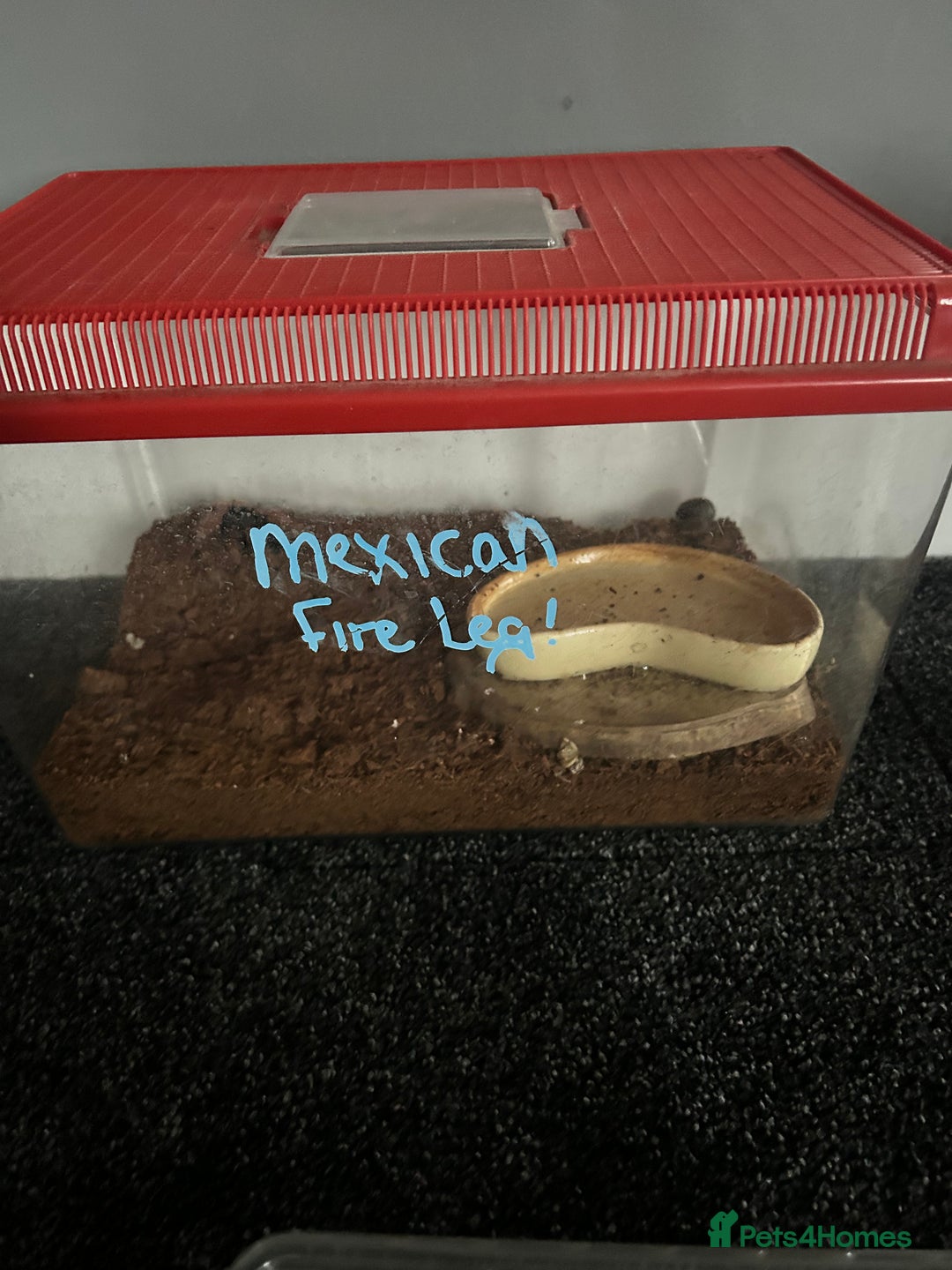 Spiders invertebrates for sale: Spiders and set ups  - Advert 6