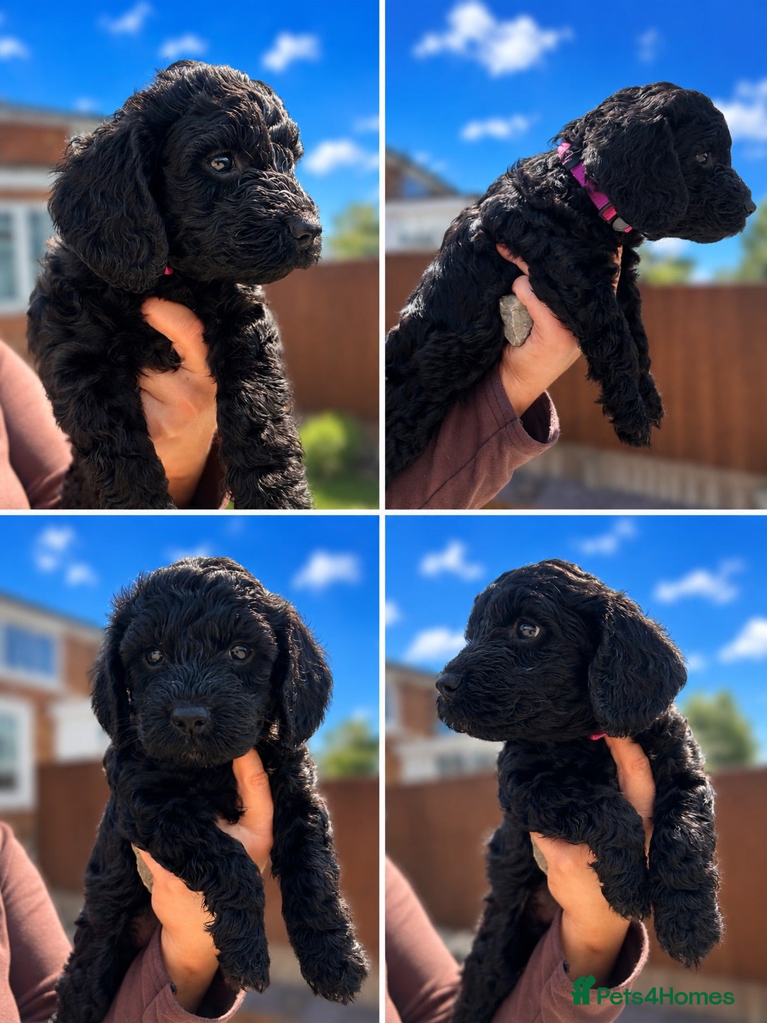 Cockapoo dogs ⭐ ONLY 1 BEAUTIFUL GIRL REMAINING -F1 Cockapoo - Advert 1