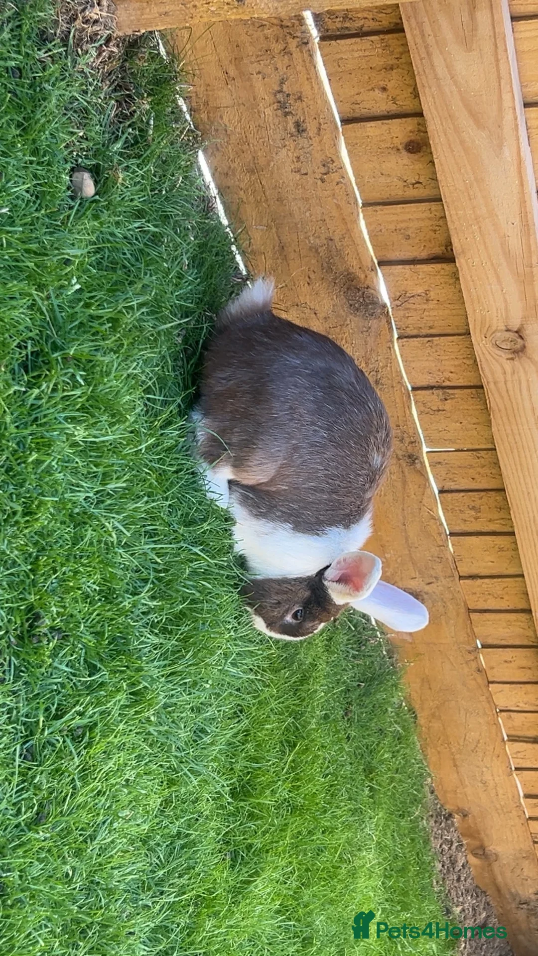 Mixed Breed rabbits for sale: Male Rabbit Looking for a Loving Home 🏡 in Derby - Advert 5