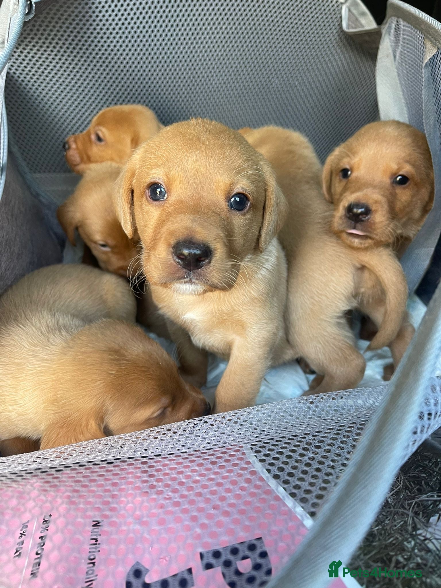 Labrador Retriever dogs beautiful kc registered fox red Labrador puppies  - Advert 1