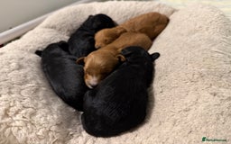 Cavapoo dogs for sale: Miniature CavaPoos - Image 4