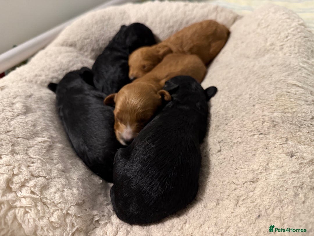 Cavapoo dogs for sale: Miniature CavaPoos - Image 4