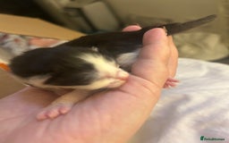 Mixed Breed cats for sale: Stunning ragdoll mix kittens for 5 star homes - Image 15