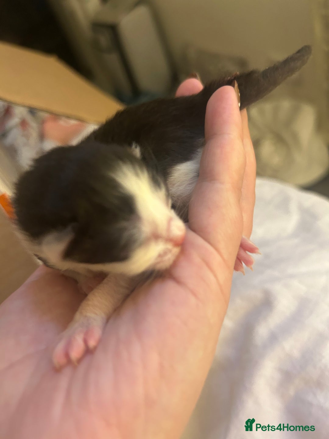 Mixed Breed cats for sale: Stunning ragdoll mix kittens for 5 star homes - Image 15