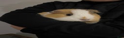 Guinea Pig rodents for sale: Two beautiful guinea pigs with cage FREE!!!!! - Advert 4