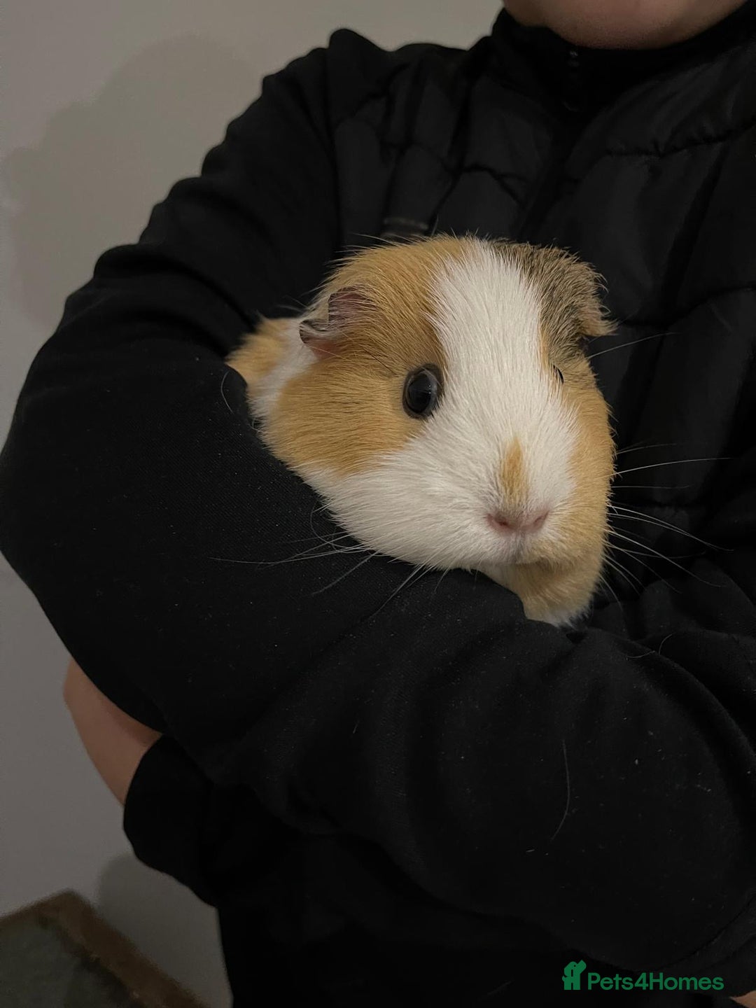 Guinea Pig rodents for sale: Two beautiful guinea pigs with cage FREE!!!!! - Advert 4