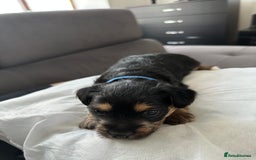 Mixed Breed dogs for sale: 4 adorable puppies looking for a new home  - Image 4