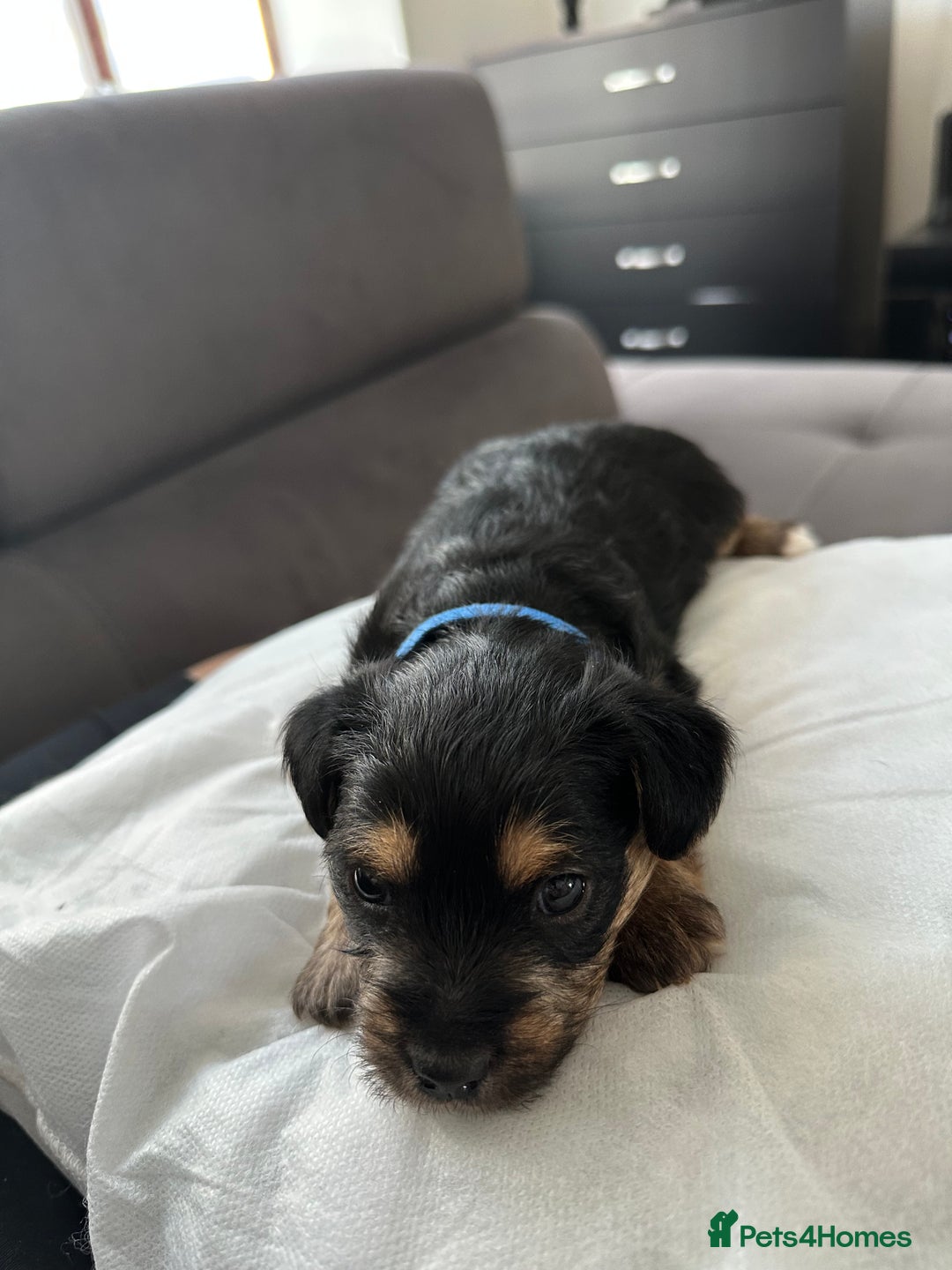 Mixed Breed dogs for sale: 4 adorable puppies looking for a new home  - Image 4