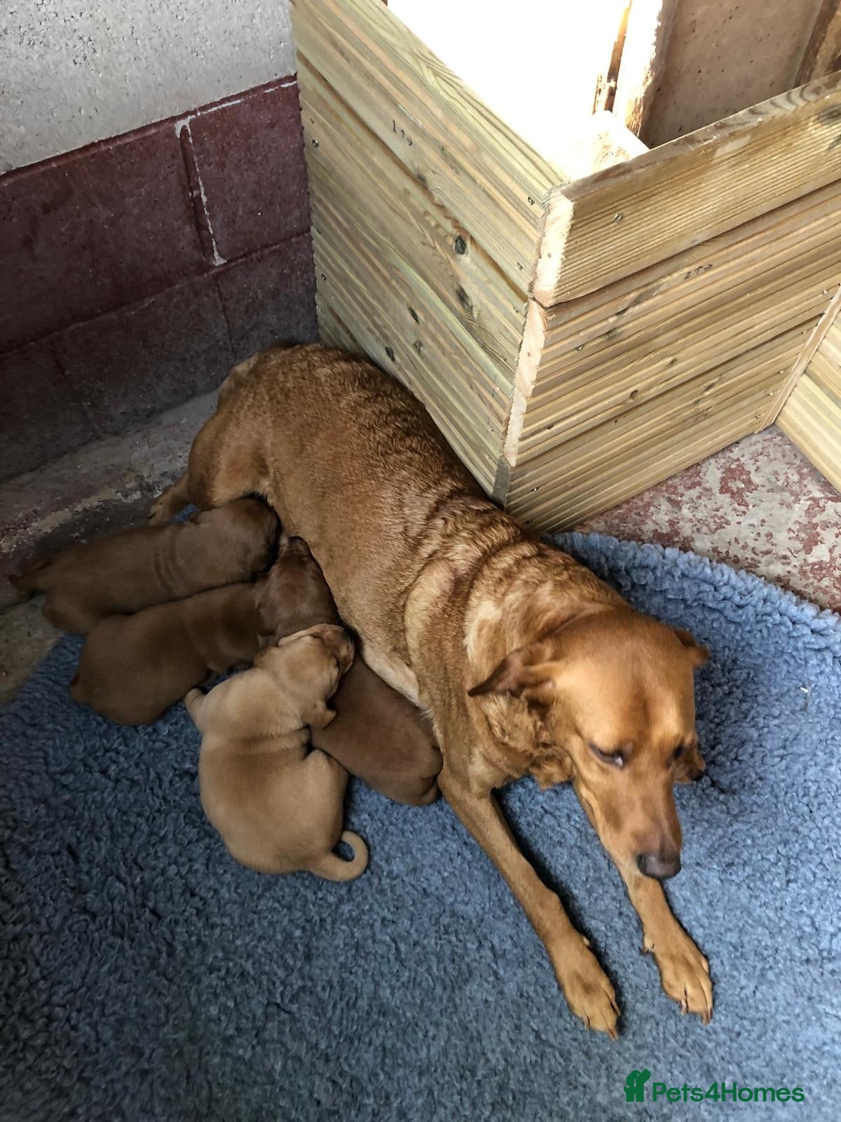 Labrador Retriever dogs for sale: Fox Red Labradors  - Advert 1