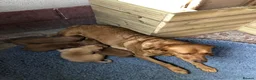 Labrador Retriever dogs for sale: Fox Red Labradors  - Advert 1