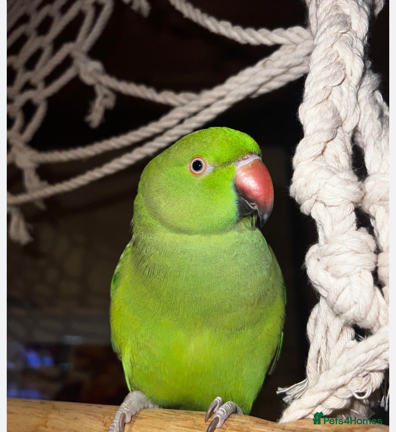 Ringnecks birds Coco  - Advert 1