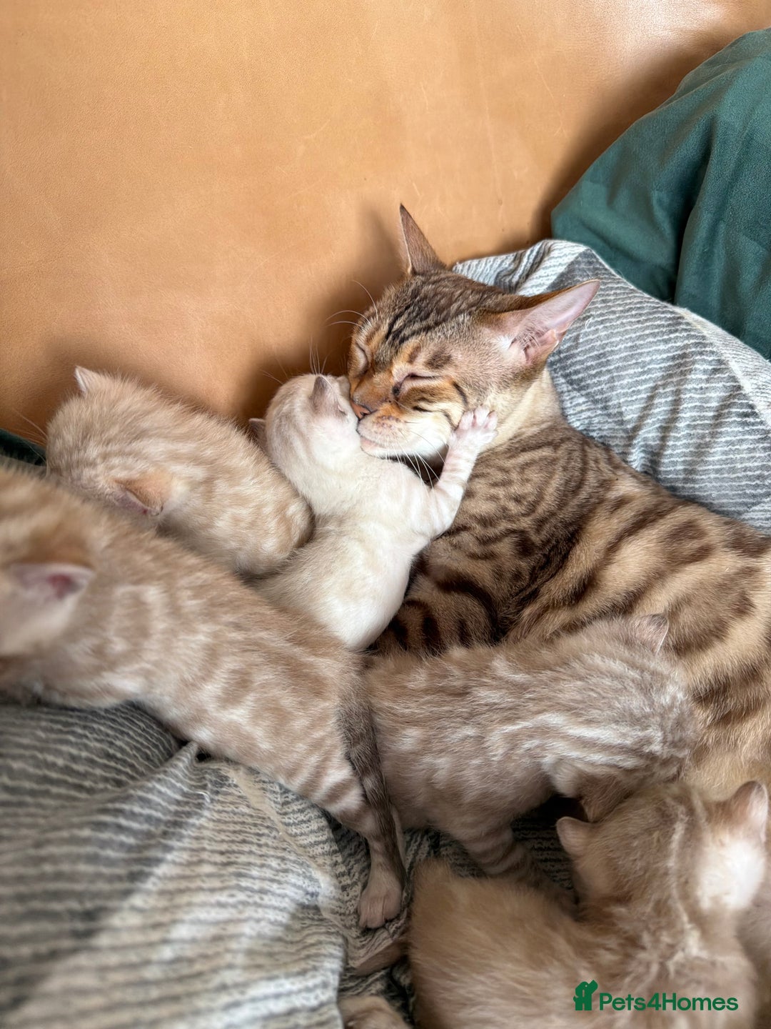 Bengal cats for sale: Snow Bengal Kittens, TICA Registered Pet only! - Advert 6