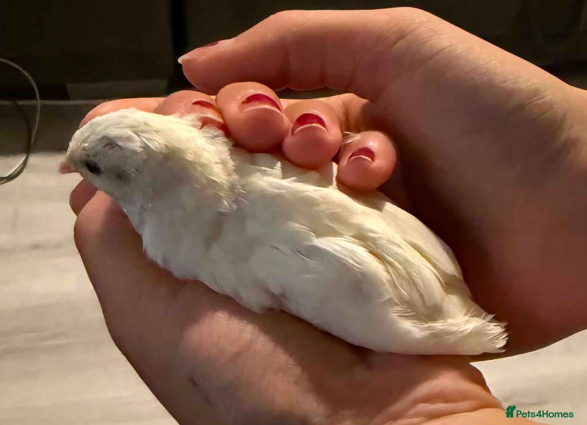 Quail poultry Fully white Chinese painted quail (button quail) - Advert 5