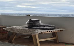 British Longhair cats for sale: Beautiful British Longhair female  - Advert 2