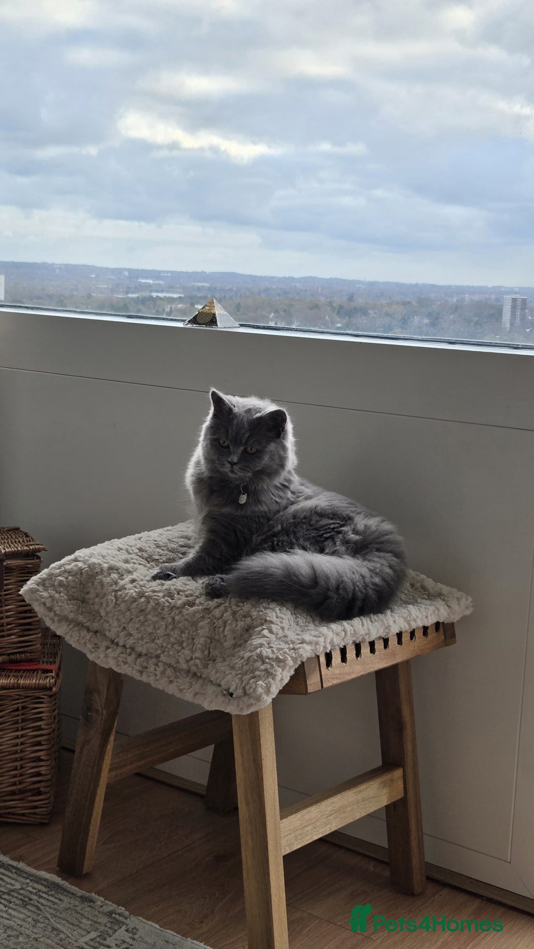 British Longhair cats for sale: Beautiful British Longhair female  - Advert 2