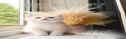 British Shorthair cats for sale: Exceptional Rare GCCF Golden BSH Kittens - Advert 5