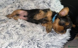 Yorkshire Terrier dogs for sale: 💕🐾Adorable PEDIGREE YORKSHIRE TERRIER Pups🐾💕  - Image 19