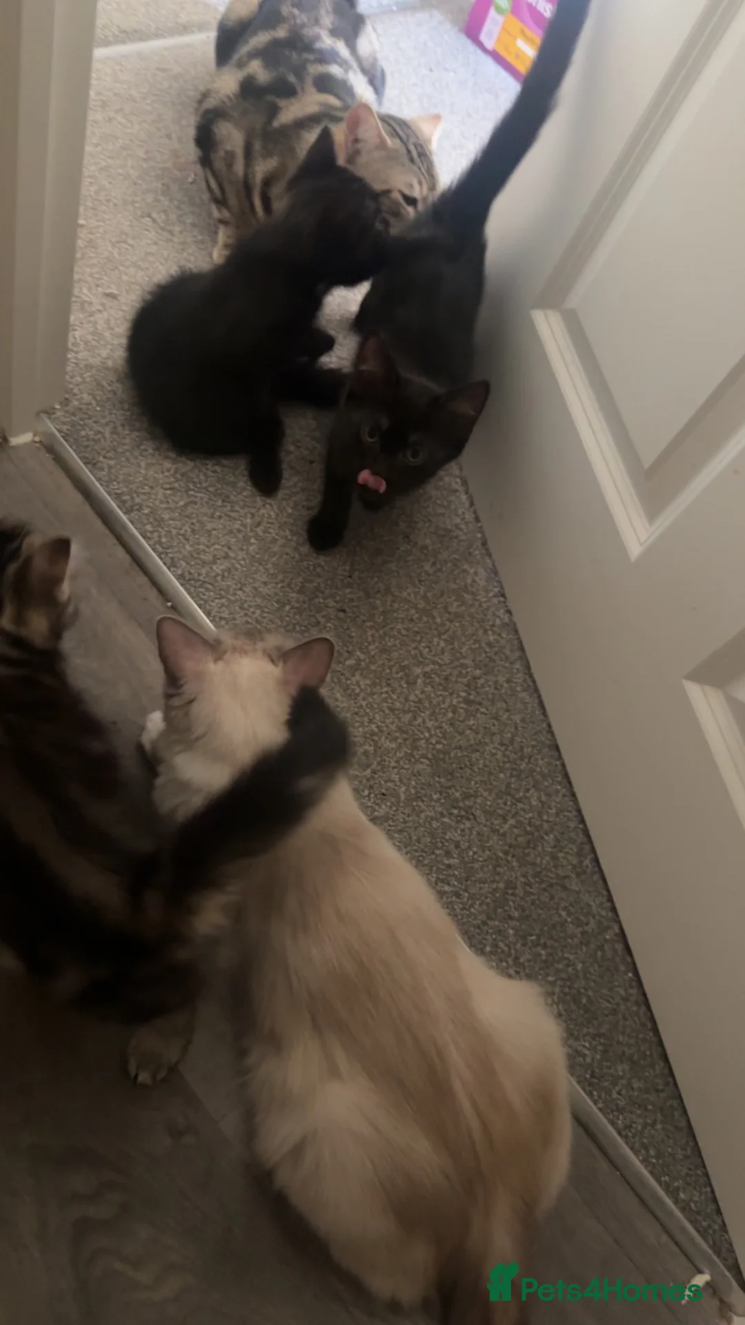 Ragdoll cats for sale: Asap 3 mixed breed ragdoll in Houghton Regis - Advert 6