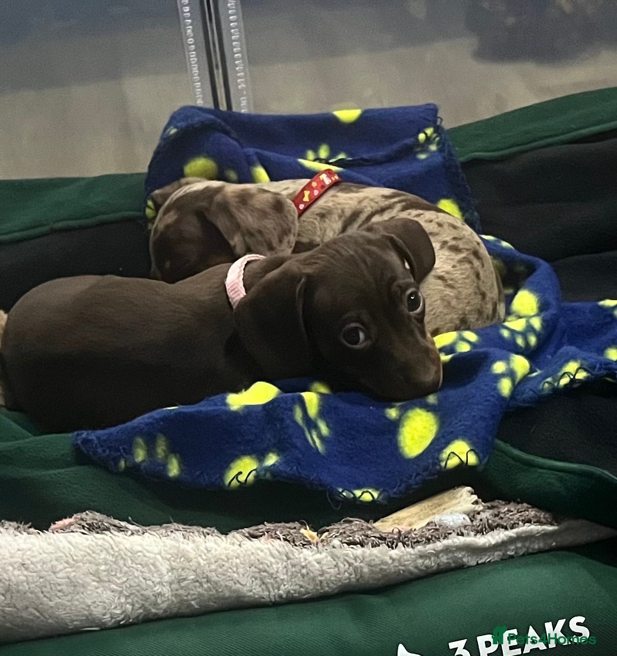 Miniature Dachshund dogs Sweet princess brown and tan miniature daushund🩷 - Advert 3