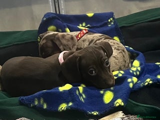 Miniature Dachshund dogs Sweet princess brown and tan miniature daushund🩷 - Advert 3