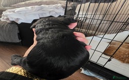 Mixed Breed dogs for sale: Schnockerpoo's - Image 9