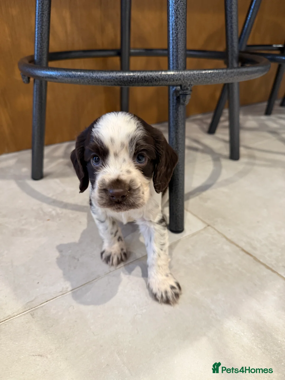 Cocker Spaniel dogs for sale: Gorgeous KC reg, working cocker spaniel pups  - Advert 9