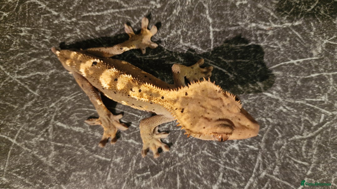 Gecko reptiles for sale: Crested Gecko - Frog Butt (no tail) - Image 1