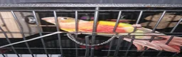 Conures birds for sale: Pineapple conure looking for forever home - Advert 3