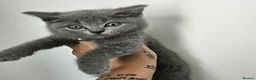 British Shorthair cats for sale: Beautiful Blue British Shorthair Kitten - Advert 4