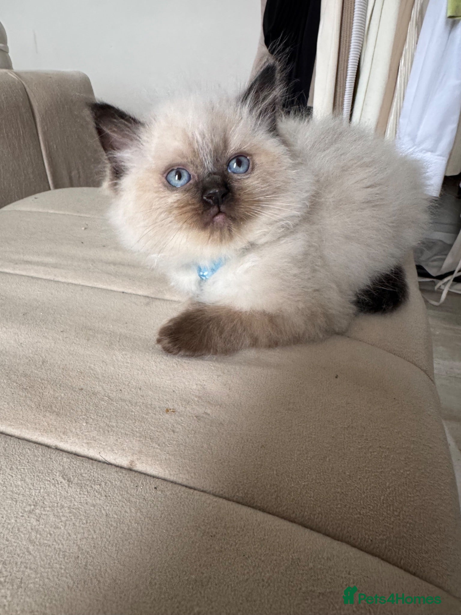 Ragdoll cats Ragdoll kittens for sale  - Advert 1