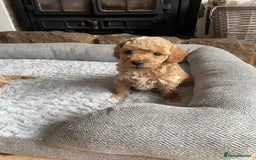 Cockapoo dogs for sale: F1B TOY COCKAPOO PUPPIES - Image 9