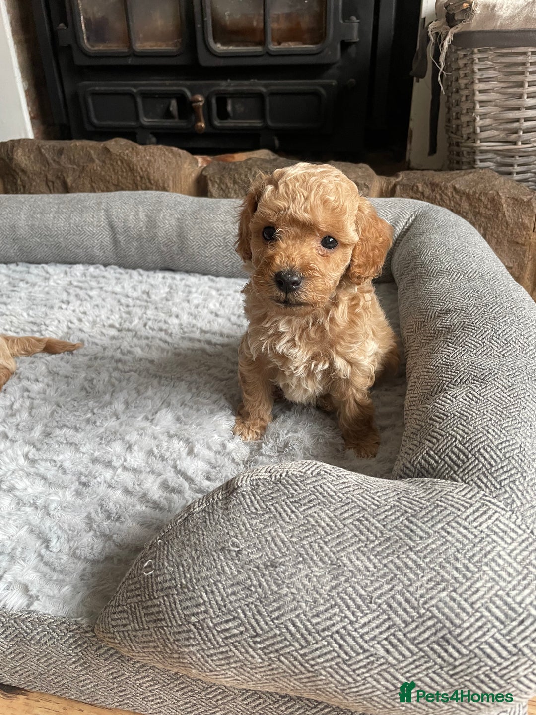 Cockapoo dogs for sale: F1B TOY COCKAPOO PUPPIES - Image 9