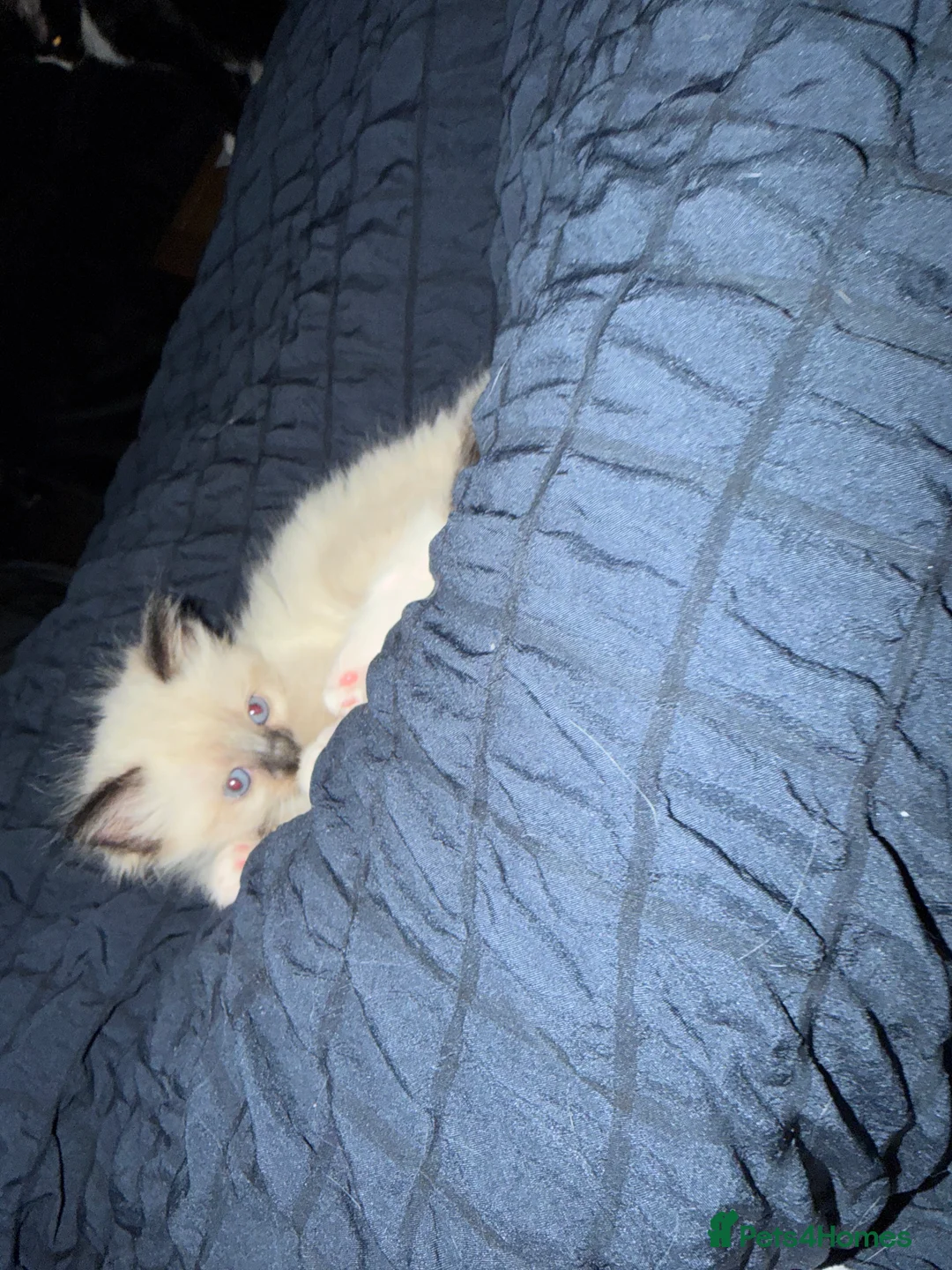 Ragdoll cats for sale: 5 beautiful ragdoll cross kittens available. - Advert 5