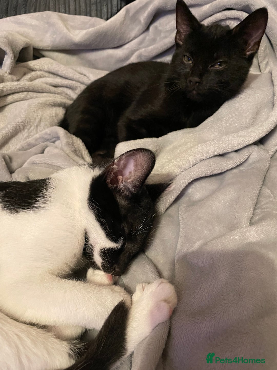 Mixed Breed cats for sale: BROTHER AND SISTER IN NEED OF A NEW HOME  - Advert 6