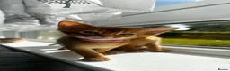 Abyssinian cats for sale: Abyssinian kittens  - Advert 16