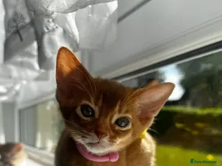 Abyssinian cats Abyssinian kittens - Advert 6