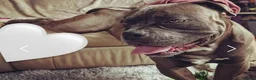 Mixed Breed dogs for sale: American Bulldog X Staff - Advert 4