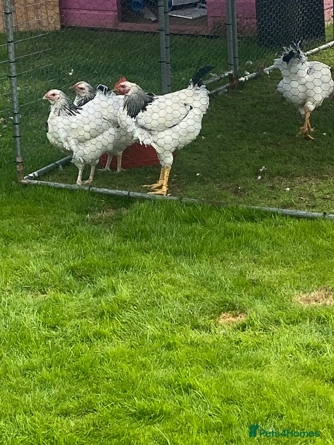 Chickens poultry for sale: Light Sussex  - Image 2