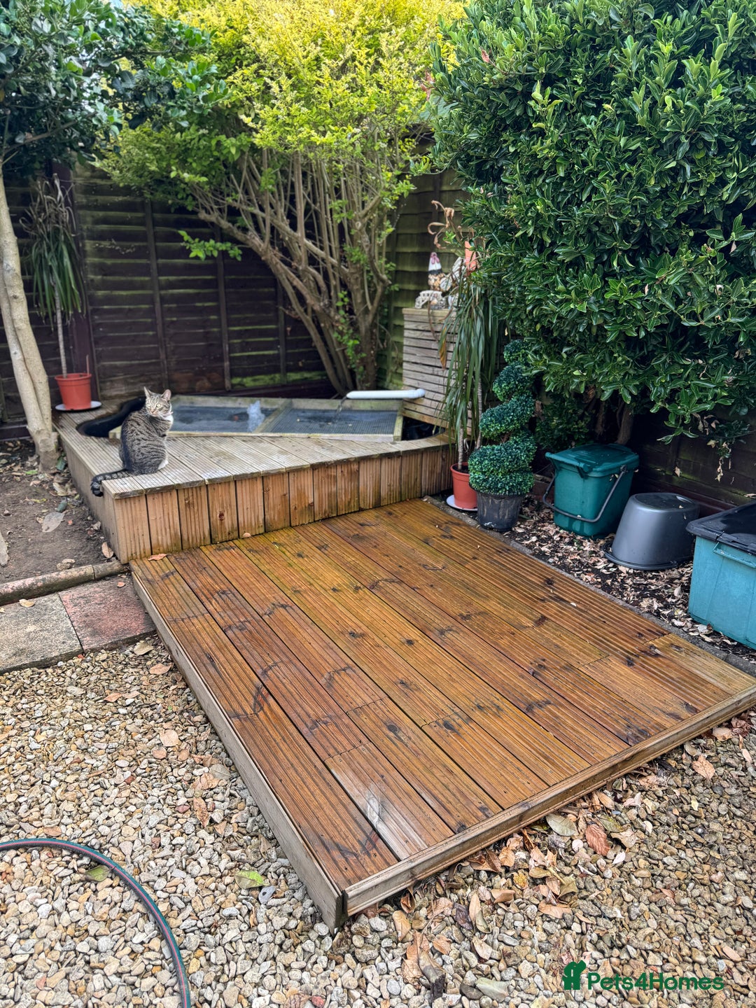 Koi Carp fish for sale: Beautiful Gold-Orange Koi Carp - Image 3