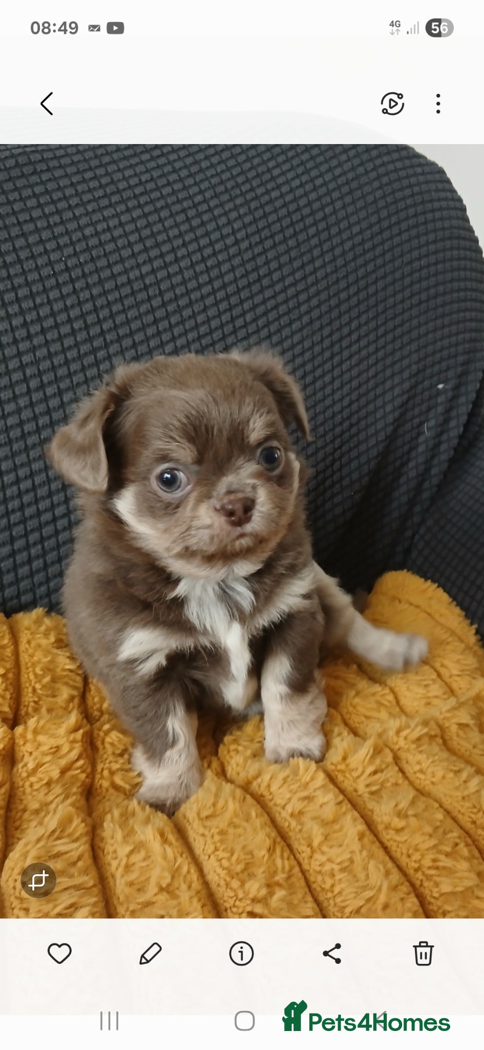 Chihuahua dogs  ❤️KC REG LONG COAT STUNNING PUPPIES❤️ - Advert 2