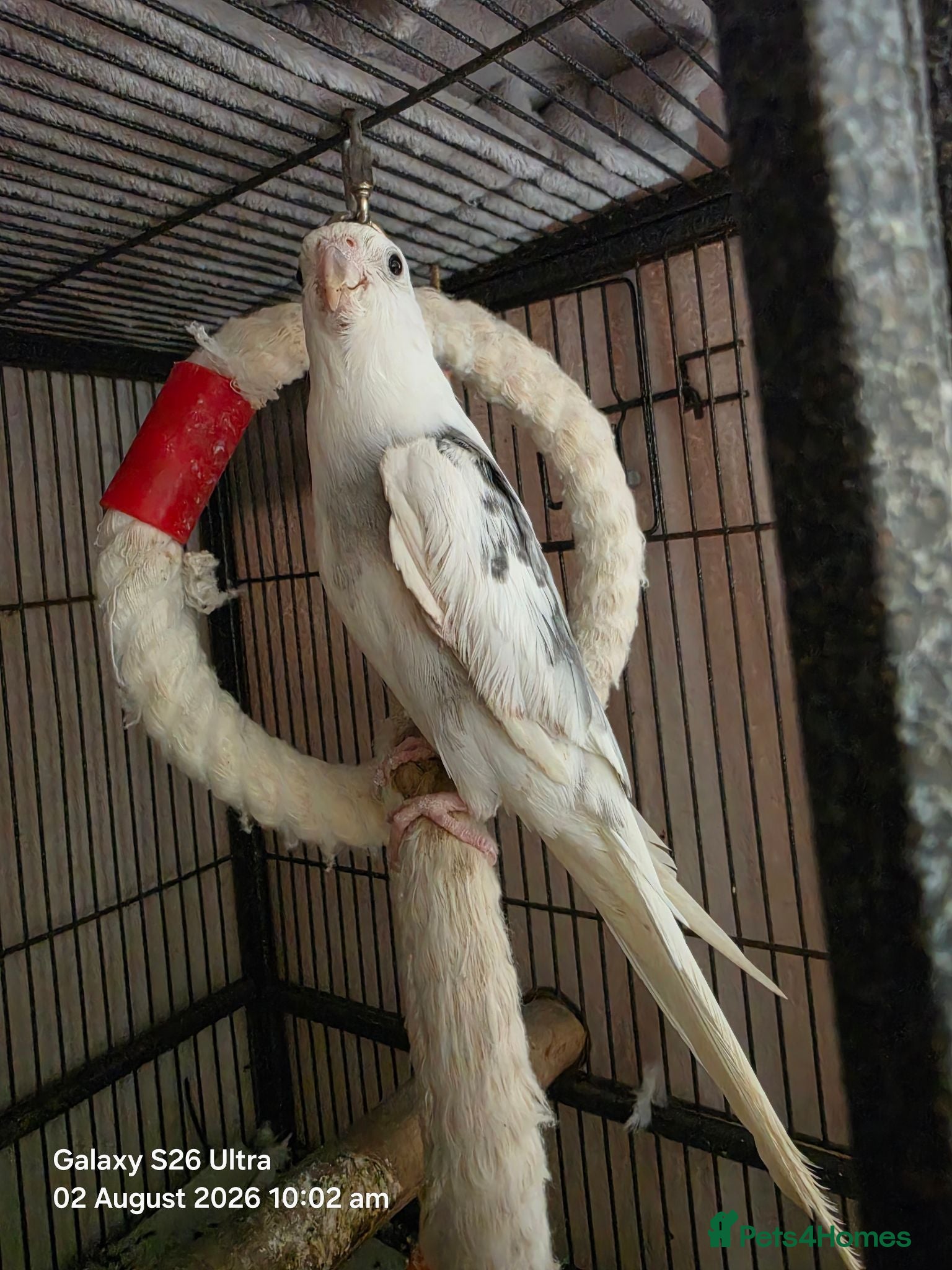 Cockatiels birds Male Cockatiel - Advert 2