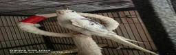 Cockatiels birds for sale: Male Cockatiel - Advert 1