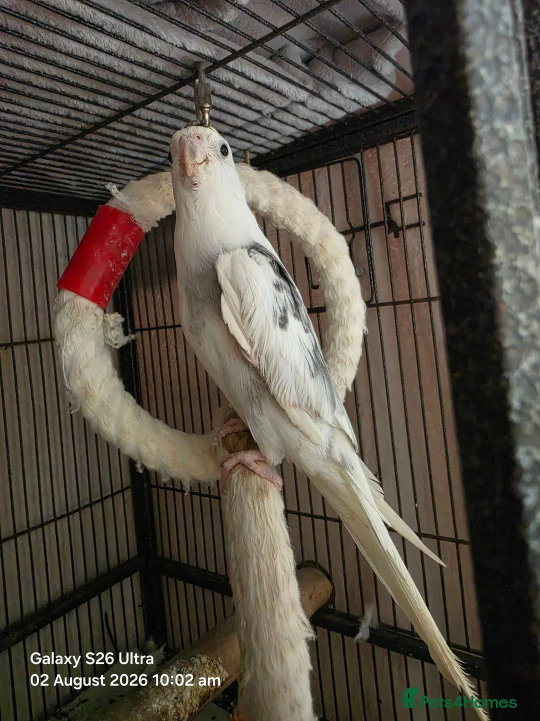 Cockatiels birds for sale: Male Cockatiel - Advert 1