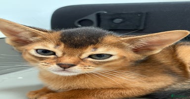 Abyssinian cats - Advert 9