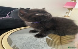 British Shorthair cats for sale: Beautiful British Short Hair Kittens in Coventry - Image 9
