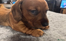 Dachshund dogs for sale: Short backed wire-haired dachshunds - Image 12